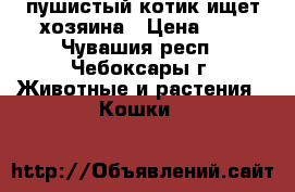 пушистый котик ищет хозяина › Цена ­ 5 - Чувашия респ., Чебоксары г. Животные и растения » Кошки   
